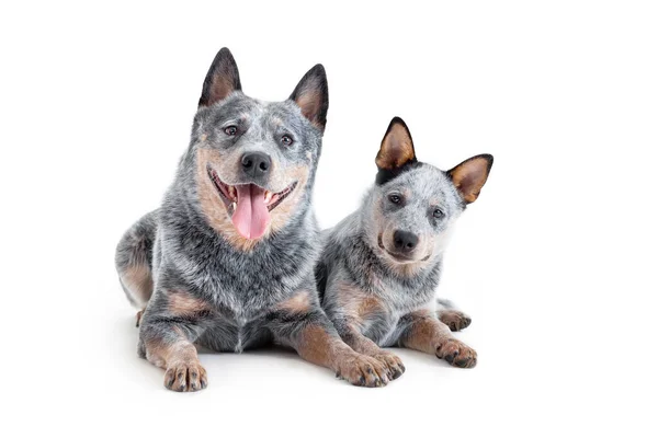 Dois Feliz Azul Heeler Australiano Gado Cães Adulto Filhote Cachorro — Fotografia de Stock