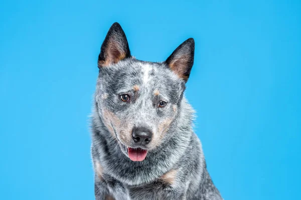 Primer Retrato Cara Helller Azul Perro Ganado Australiano Sobre Fondo —  Fotos de Stock