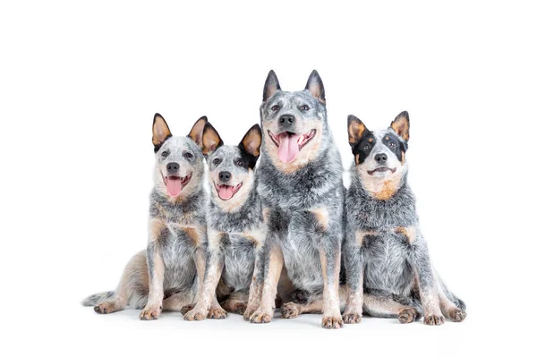 Gelukkig Volwassen Blauwe Heeler Australische Runderen Hond Met Puppies Zitten Rechtenvrije Stockfoto's