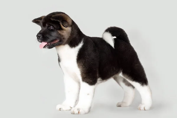 Pequeno Filhote Cachorro Engraçado Americano Akita Raça Cão Fundo Preto — Fotografia de Stock