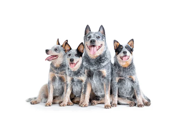 Modrá Pata Nebo Australský Dobytek Pes Štěňaty Sedí Izolované Proti — Stock fotografie
