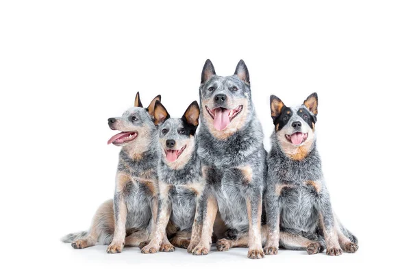 Mavi düve ya da Avustralya sığır köpeği ve beyaz arka planda yalnız oturan köpek yavruları.