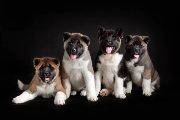 Malá Štěňátka Amerického Akita Plemene Psa Proti Černé — Stock fotografie