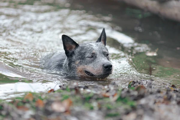 Tacón Azul Perro Australiano Nadando Agua —  Fotos de Stock