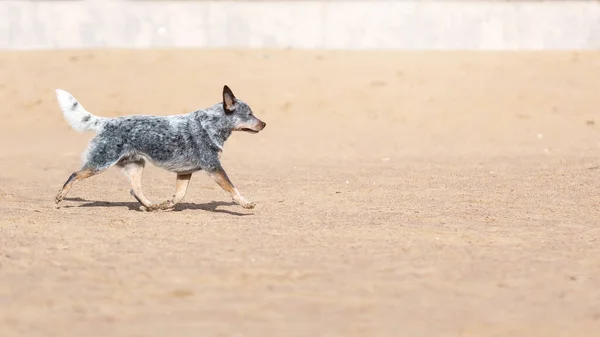 Perro Ganado Australiano Tacón Azul Corriendo Sobre Arena Playa —  Fotos de Stock