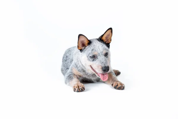 Blauwe Heeler Australische Runderhond Puppy Tegen Witte Achtergrond Stockfoto