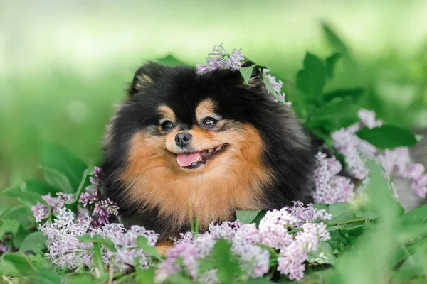 Portret Puszystego Pomerańskiego Psa Siedzącego Zielonej Trawie Uśmiechniętego Pozującego Naturę — Zdjęcie stockowe