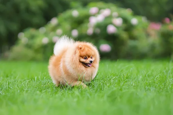 Portrait Pomeranian Spitz Dog Walking Green Grass Summer Nature — Stock Photo, Image