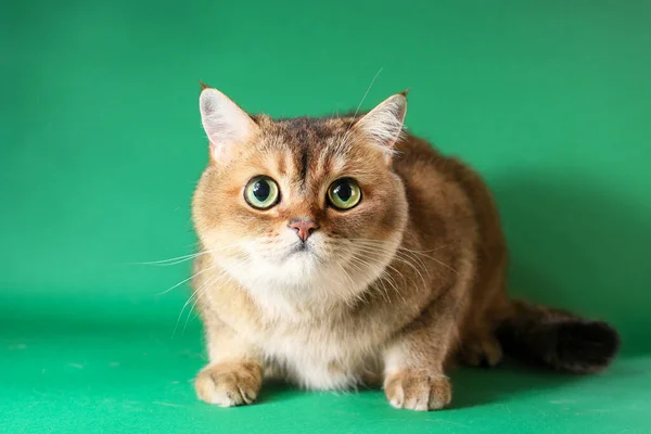 British short hair cat isolated on green background