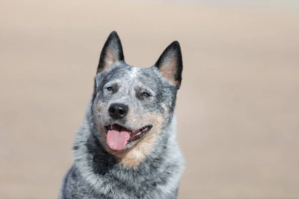 Ganado Australiano Raza Perro Azul Talón Retrato Aire Libre Playa —  Fotos de Stock