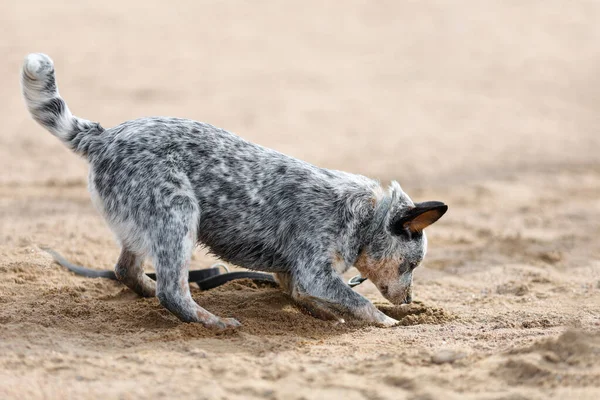 Saltador Azul Cachorro Cão Gado Australiano Está Cavando Areia Praia — Fotografia de Stock