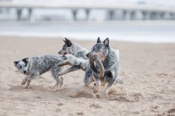Puppies Volwassen Blauwe Heeler Australische Runderhond Spelen Rennen Het Strand Rechtenvrije Stockfoto's