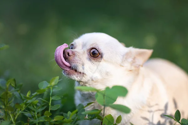 Funny White Chihuahua Dog Tongue Out Nature — Stock Photo, Image