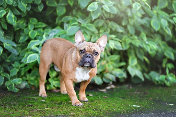 Söt Fransk Bulldogg Stående Sommaren Natur — Stockfoto