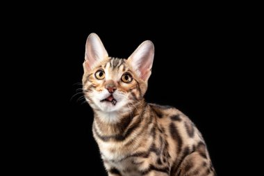 Bengal kedisi mutsuz, siyah arka planda izole.