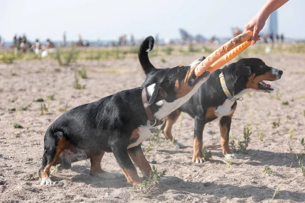 Chiens Actifs Sennenhund Entlebucher Race Jouer Avec Extracteur Plage — Photo