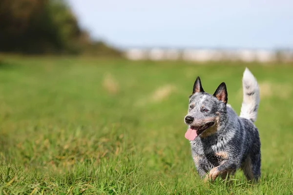 Blauwe Heeler Australische Runderhond Rennend Groen Grasveld Kopieerruimte — Stockfoto