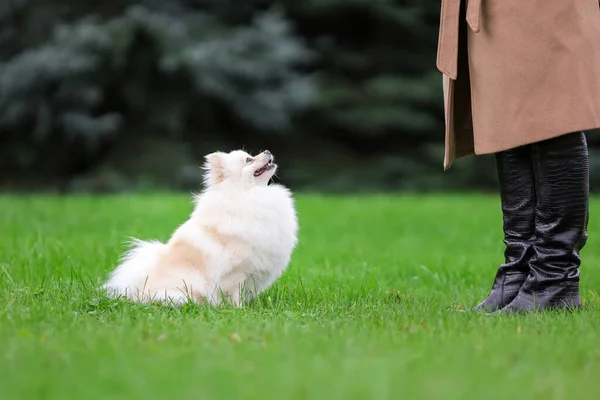 White pomeranian spitz training obedience with owner outdoors