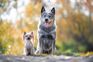 Yorkshire Teriyeri ve Blue Heeler cinsinden iki köpek sonbaharda doğada birlikte oturuyorlar.