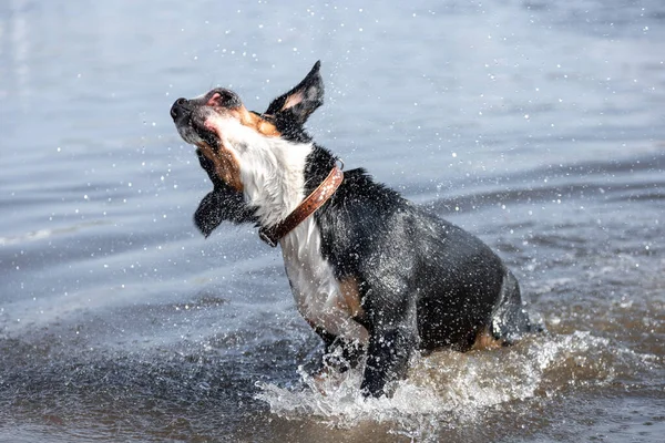 Perro Negro Raza Sennenhund Entlebucher Sacudiendo Gotas Agua Desenfocado Borroso —  Fotos de Stock