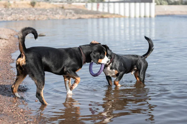 Cães Ativos Entlebucher Sennenhund Raça Brincando Água Com Extrator — Fotografia de Stock