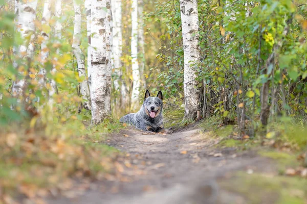 Jonge Australische Runderhond Blauwe Heeler Liggend Het Pad Tussen Bomen Stockfoto