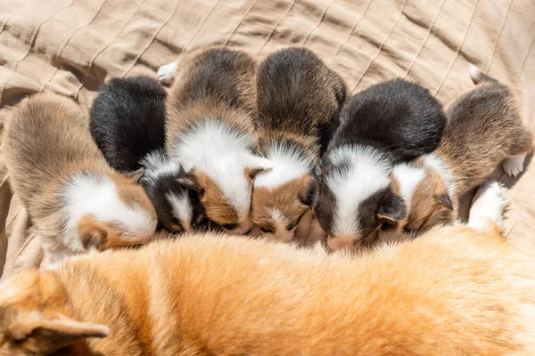 Group Little Puppies Welsh Corgi Pembroke Dog Eating Milk Mother — Zdjęcie stockowe