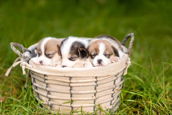 Three Little Sleeping Puppies Welsh Corgi Pembroke Breed Dog Basket — Zdjęcie stockowe