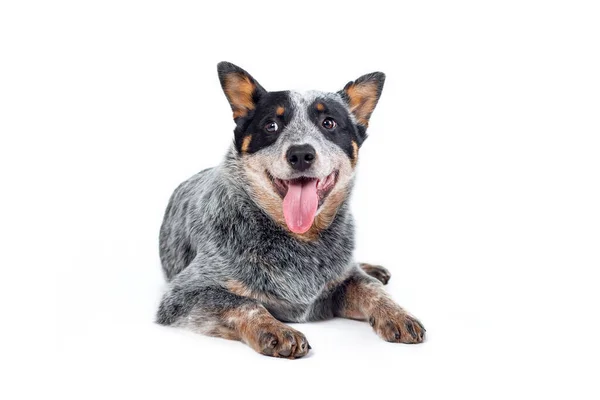 Cute Happy Blue Heeler Australian Cattle Dog Puppy Tongue Out — Stock fotografie