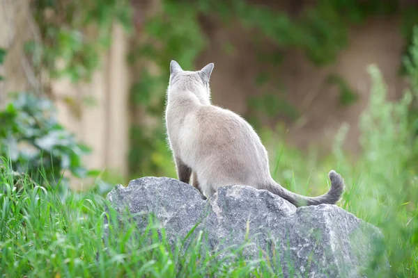 Back Thai Cat Sitting Outdoors Rock Green Grass Trees Backwards — Stok fotoğraf