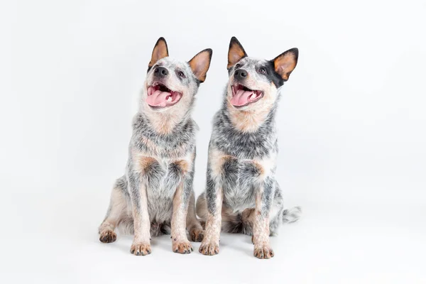 Two Cute Blue Heeler Puppies Sitting Isolated White Background Australian — Stock fotografie