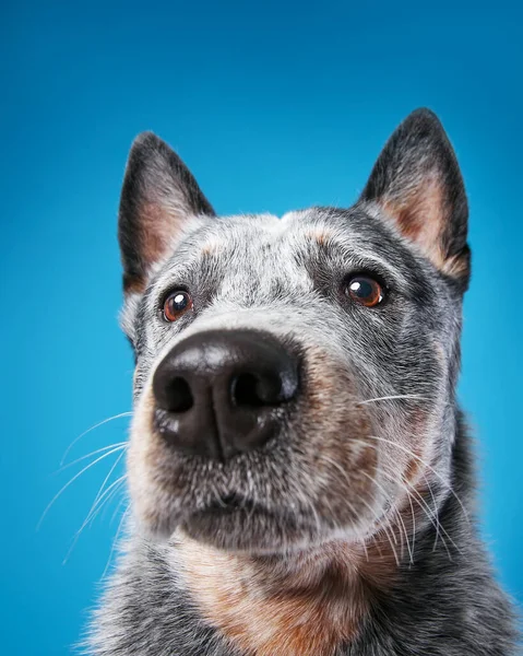 Close View Blue Heeler Australian Cattle Dog Face Wide Angle — Stockfoto