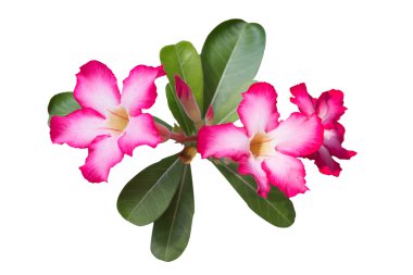 Adenium obesum (çöl gülü; Impala Lily; Beyaz arka plan üzerinde sahte Azalea) izole