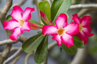 Adenium obesum (çöl gülü; Impala Lily; Azalea alay) bulanık arka plan ile
