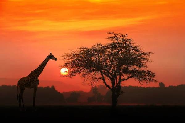 Coucher de soleil rouge avec Acacia africain silhouetté et girafe — Photo