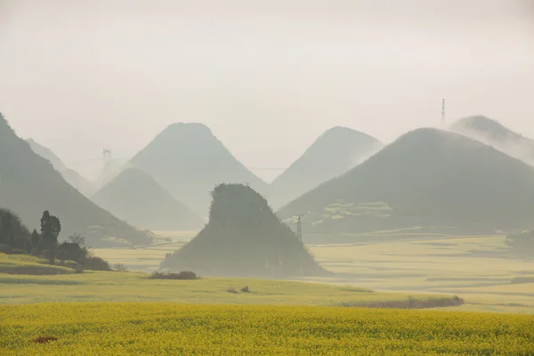 Vue panoramique du champ de colza — Photo