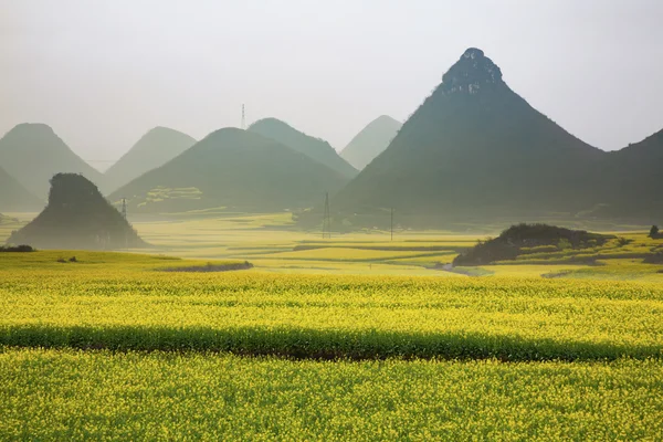 Champ de fleurs de colza jaune avec la brume à Luoping, Chine — Photo