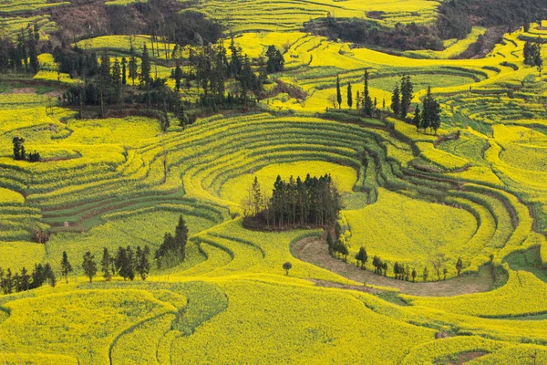 Champs à fleurs jaunes, route au sol et belle vallée — Photo