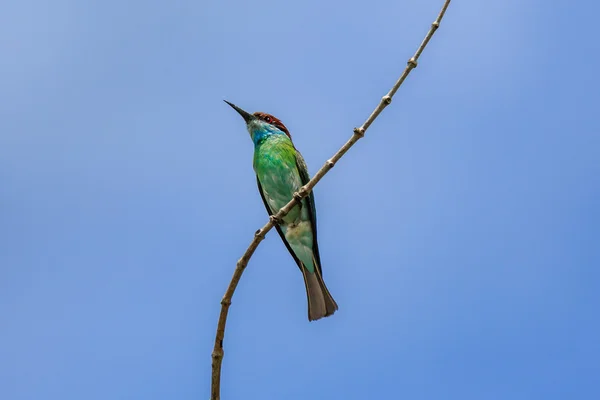 Krásný pták Bee-eater (modrá throated Vlha) — Stock fotografie