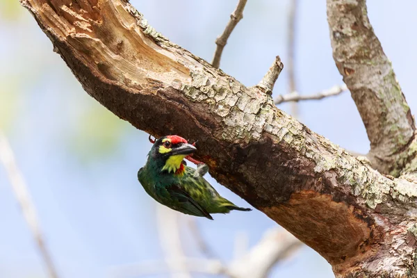 Coppersmith Barbet, Pájaro en rama . — Foto de Stock