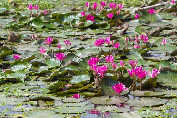 Flor de lótus em flor no verão da lagoa — Fotografia de Stock