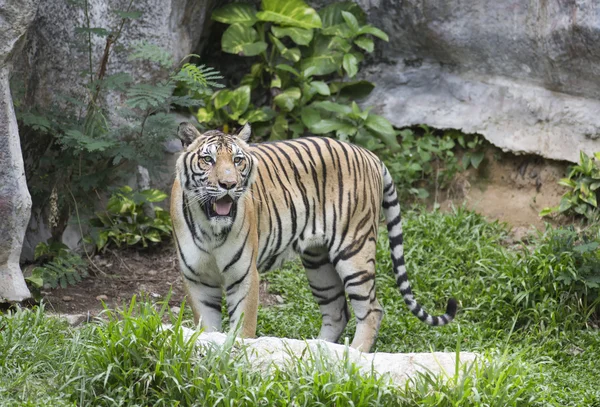 Tigre de bengala no zoológico — Fotografia de Stock