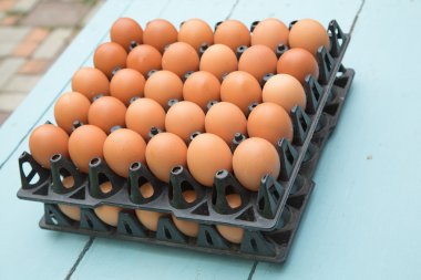 Yumurta, Tavuk Yumurtası