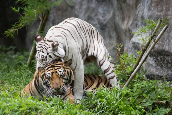 Tigres no zoológico — Fotografia de Stock