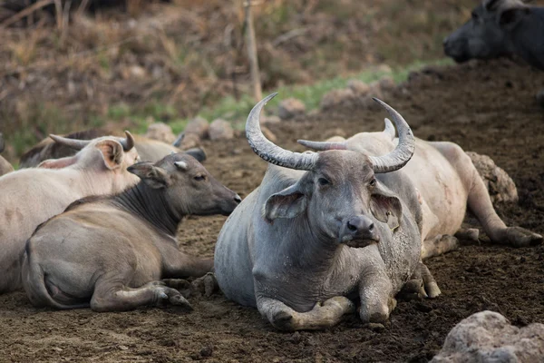 Thai buffalo relaxing — Stock Photo, Image