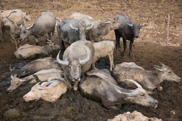 Thailändischer Büffel entspannt sich — Stockfoto