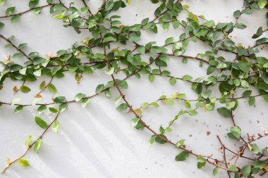 Yeşil Yapraklar duvar arkaplanı