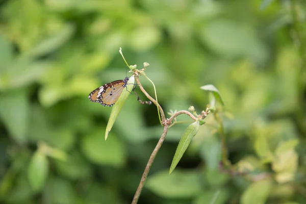 Motýl na zelené trávě — Stock fotografie