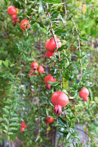 Frutto di melograno sul ramo dell'albero — Foto Stock