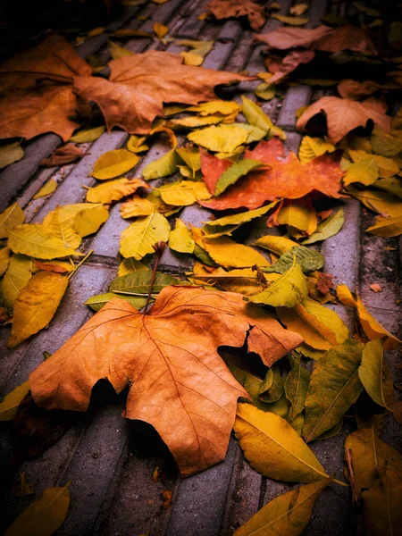 Folhas Outono Caídas Chão — Fotografia de Stock